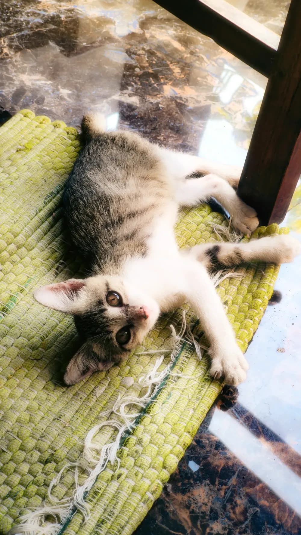 kucing